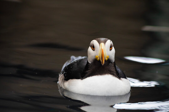 Horned Puffin front view