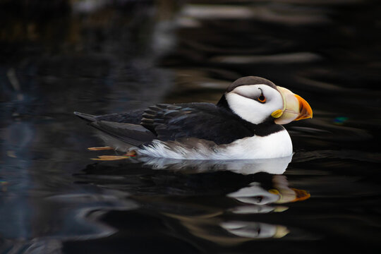 Horned Puffin side view