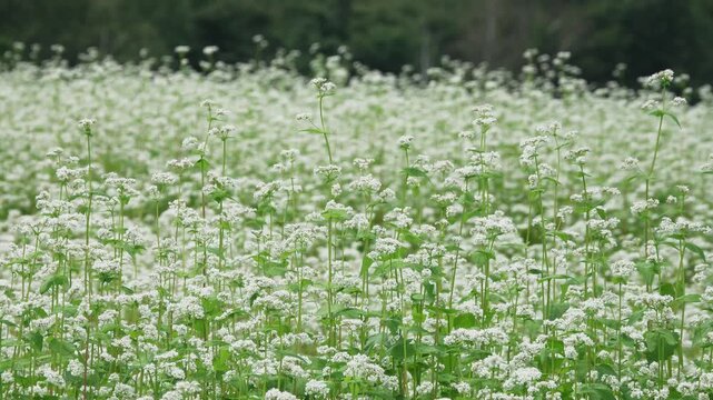 そよ風に揺れる満開のそばの花