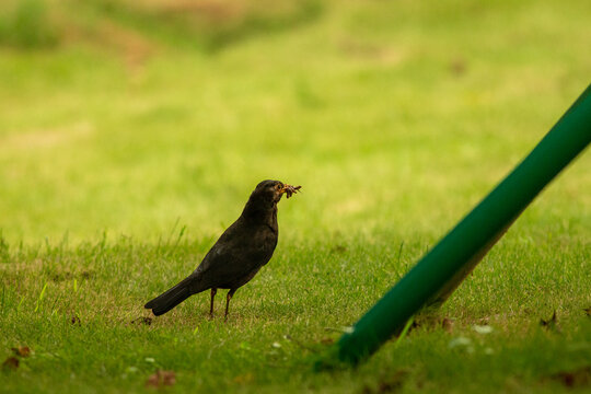 blackbird on the grass