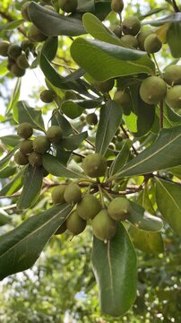 Green exotic fruits of Madhuca longifolia tree on a branch, organic mahua tree leaves and raw medicinal nuts, tropical botanical video background