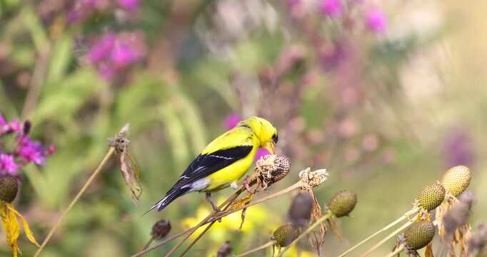 American goldfinch eating seeds from a wildflower