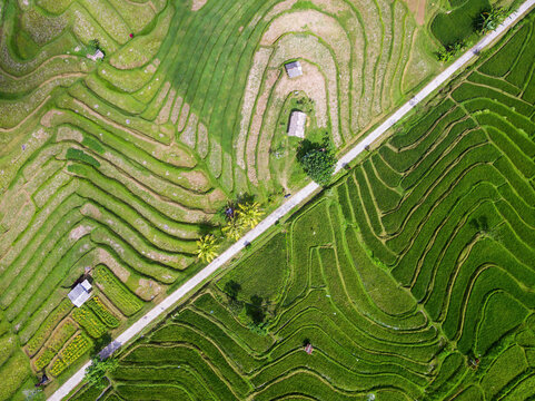 Aerial view of green paddy field
