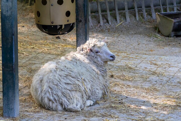 Sheep resting on straw at a rural farm © FlorianSchultze