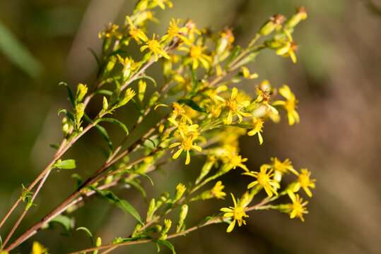 European goldenrod, woundwort,
Solidago virgaurea flowers closeup selective focus