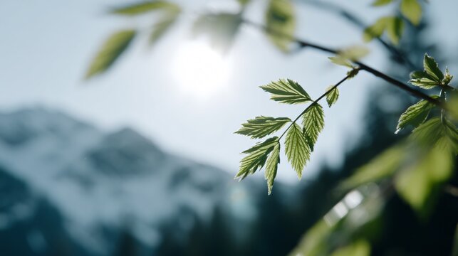 nature escape spring, outdoor exploration, forest and mountains, soft atmospheric light
