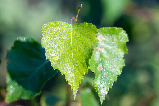 green birch leaves closeup selective focus