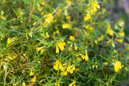 common cow-wheat, Melampyrum pratense yellow flowers closeup selective focus