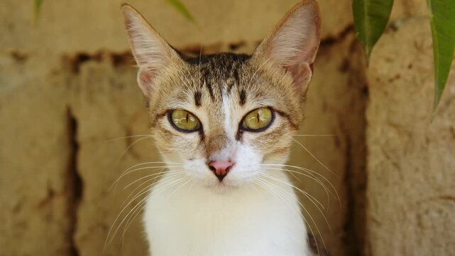 Focused Cat with Yellow Eyes Observing Environment