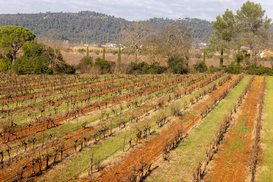 Provence, France &ndash; December 31, 2025: A charming hillside village with warm terracotta roofs overlooks dormant winter vineyards in Mediterranean France.