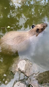 Young light-brown capybara partially submerged and swimming in calm greenish water among rocks. Cute wildlife scene of the world&rsquo;s largest rodent in a natural or zoo pond setting.