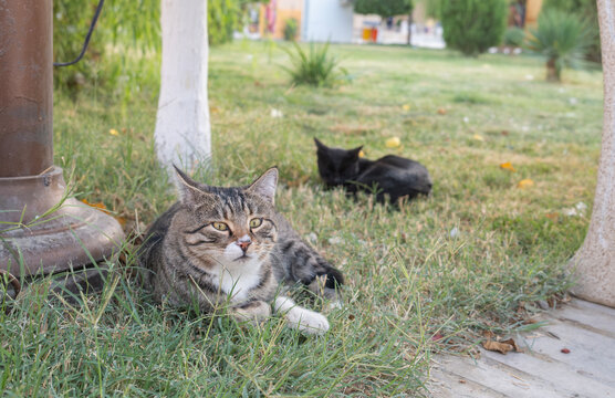  A tabby street cat lies in the grass, watching the camera, while a black cat rests behind it.