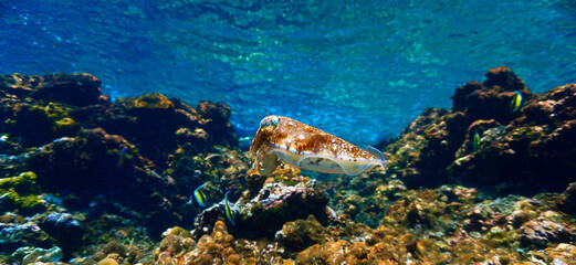 Underwater and close up photo of a Cuttlefish at a coral reef. © Johan