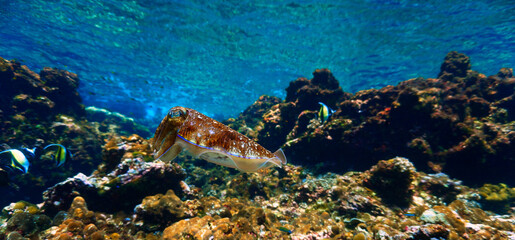 Underwater and close up photo of a Cuttlefish at a coral reef. © Johan