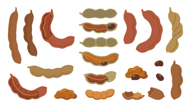 Set of tamarind pods and seeds in various forms, whole and peeled tropical fruit elements, culinary ingredient for cooking and food design