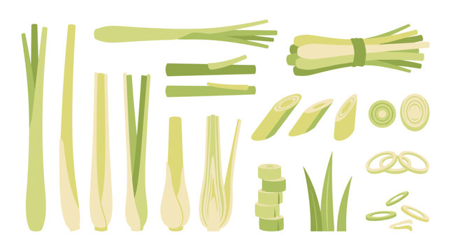 Set of fresh lemongrass stalks and slices, organic aromatic herbs for cooking, healthy culinary ingredient, vector illustration for menu design