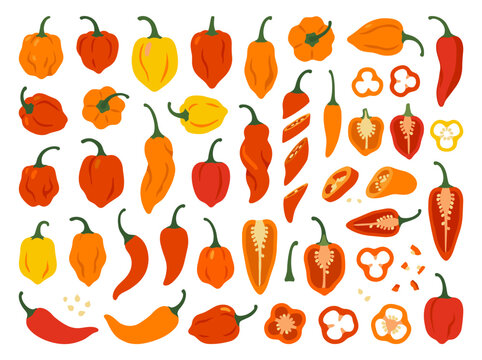 Set of assorted chili peppers in various shapes and sizes, flat illustrations featuring vibrant colors, spicy food cooking ingredients, harvest icons