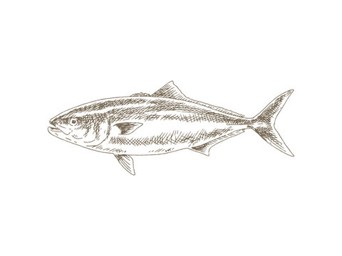 Hand Drawn Yellowtail (Japanese Amberjack) Illustration, Vintage Engraving Style