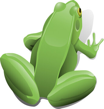 green tree frog