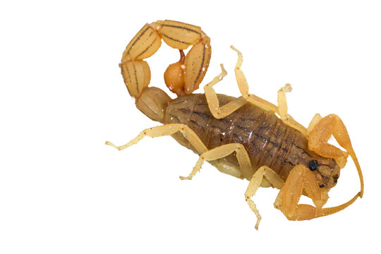 Yellow desert scorpion in threatening posture with arched stinging tail isolated on transparent background cut out png file copy text space