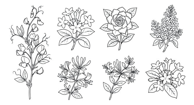 Botanical line art set of 8 floral sketches, hand drawn flower illustrations, vintage garden blossoms vector collection for wedding stationery