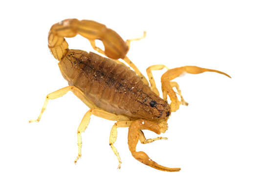 Dynamic attack pose of deadly yellow desert scorpion with raised sting isolated on transparent background cut out png file copy text space