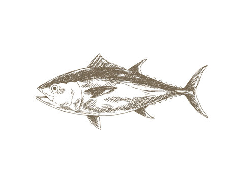 Hand Drawn Tuna Illustration, Vintage Engraving Style