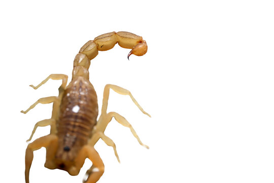 Rear angled perspective of yellow scorpion body and raised tail isolated on transparent background cut out png file copy text space