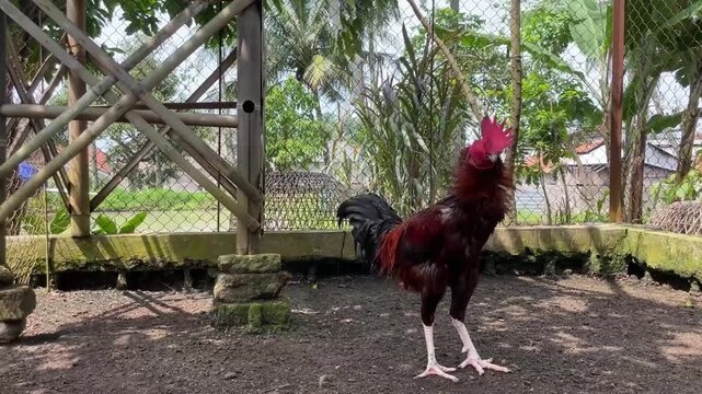 a majestic rooster with a large bright red comb and colorful orange feathers walking around an outdoor farmyard