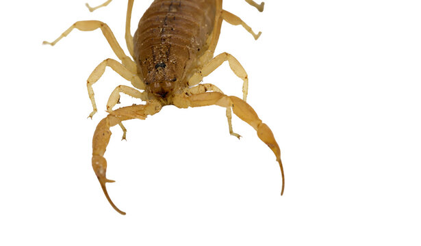 Top view macro of yellow scorpion front sensory limbs and pincers isolated on transparent background cut out png file copy text space