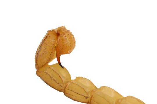 Sharp venom needle on yellow scorpion telson bulb macro photo isolated on transparent background cut out png file copy text space