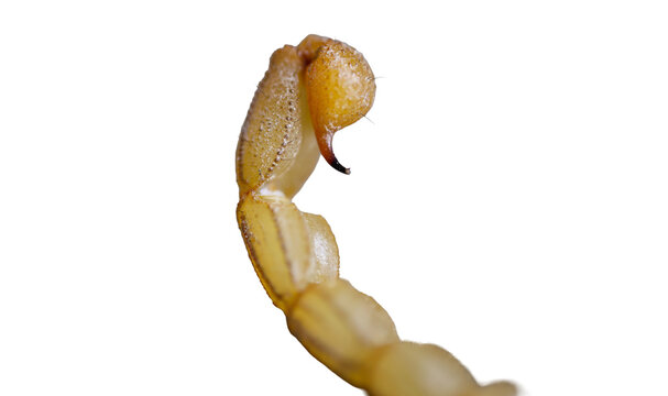 Deadly poison sting tip of yellow desert scorpion in extreme macro isolated on transparent background cut out png file copy text space