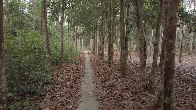 Concrete Road Leading to a Rubber Plantation
