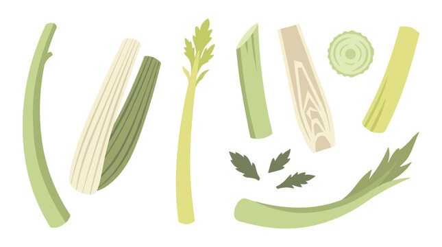 Set of fresh celery stalks and leaves, green vegetable elements for healthy cooking menu, organic ingredients, nutrition, diet, farm food