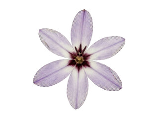 Obraz premium Pressed Ixia Star Flower on Soft Cream Paper Botanical Detail.