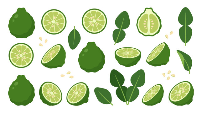 Set of fresh kaffir lime fruits and leaves in flat style, whole and sliced citrus ingredients for healthy cooking, culinary herbs and zest garnish