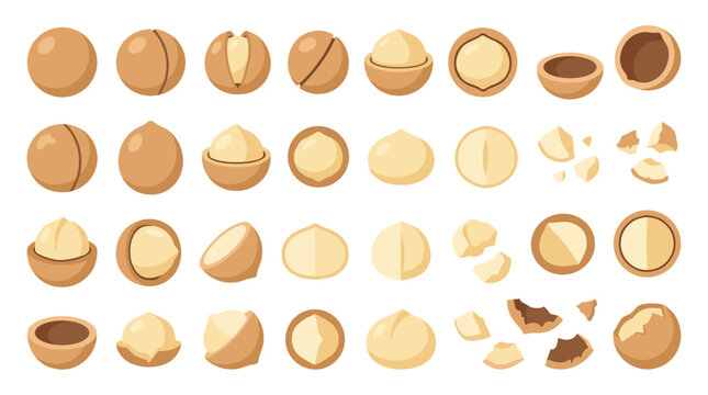 Set of macadamia nuts in various states including whole, halved, and cracked pieces, detailed food collection for healthy snacks, nut ingredients