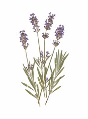 Fototapeta premium A Beautifully Preserved Pressed Lavender Botanical Specimen, Capturing Nature's Delicate Fragrance and Color