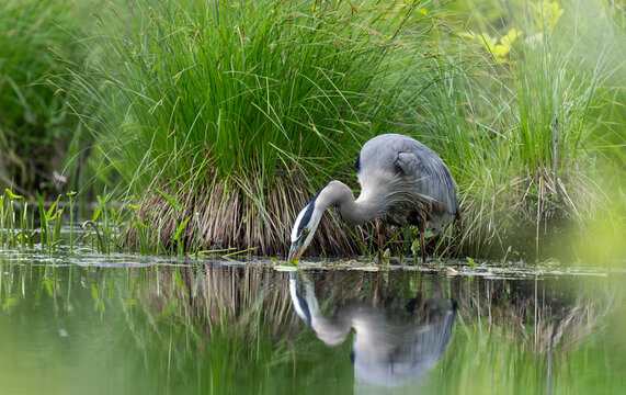 garza azul pescando  en el pantano