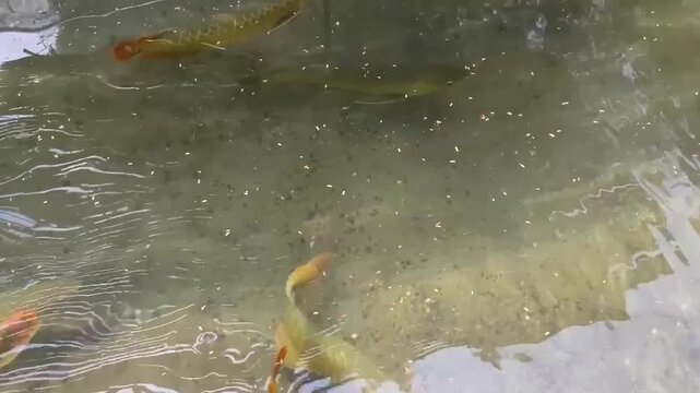 Arowana in the pond