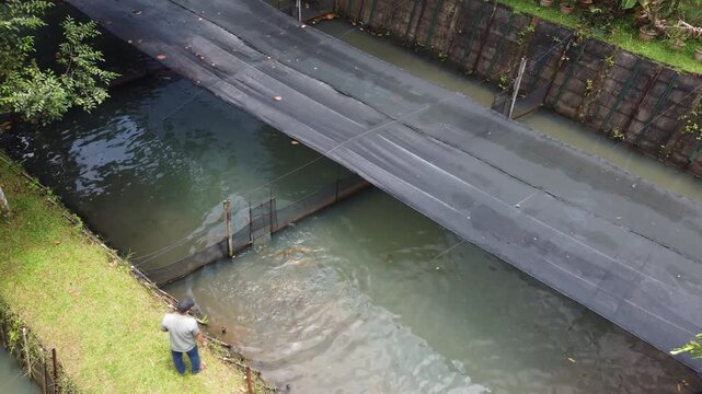 Arowana breeders feed arowana in the pond