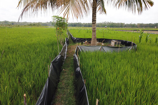 Rice Field Landscape Scenery