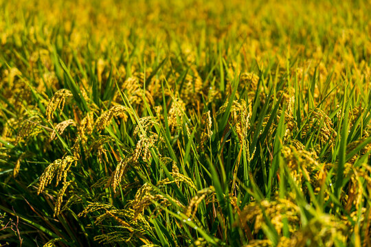 The rice fields are under the blue sky and white clouds