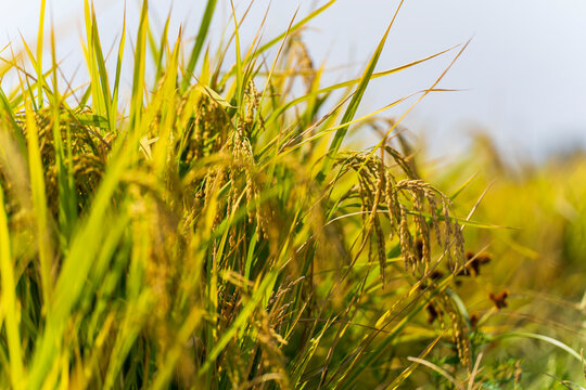 The rice fields are under the blue sky and white clouds