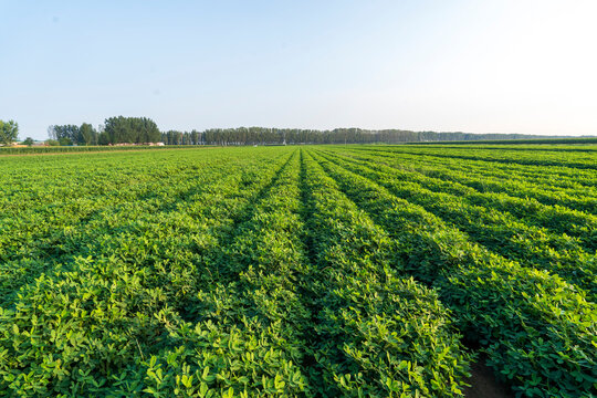 &nbsp;Peanut Field, Peanut plantation fields.