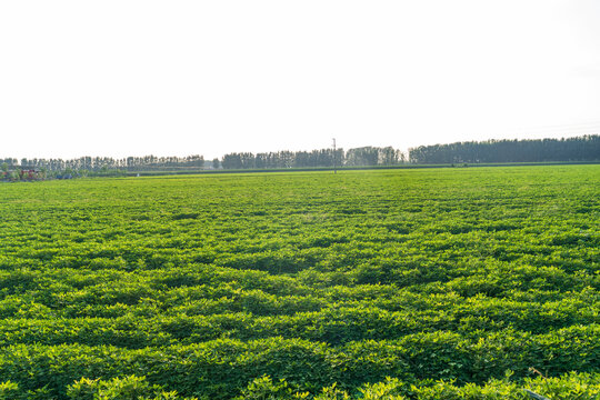 &nbsp;Peanut Field, Peanut plantation fields.