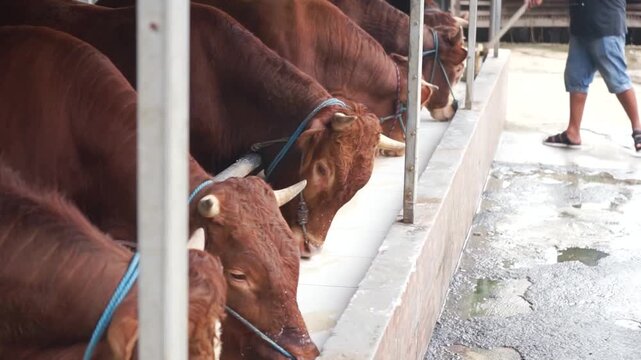 row of brown limousin beef cattle eating from a concrete feeding trough inside a modern livestock farm barn
