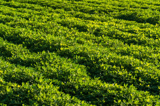 &nbsp;Peanut Field, Peanut plantation fields.