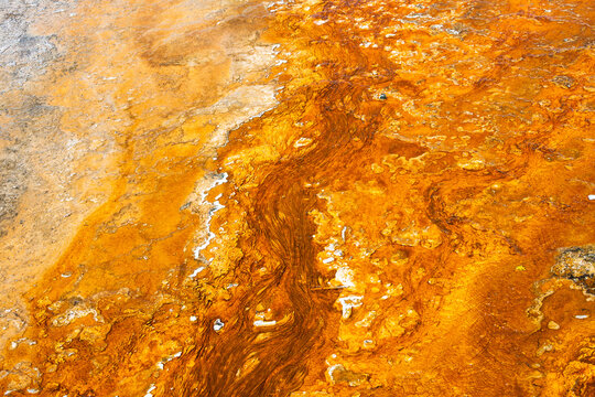 Vibrant orange Thermophiles flowing out of Black Pool hot springs into Yellowstone Lake, West Thumb Geyser Basin, summer vacation at Yellowstone National Park
