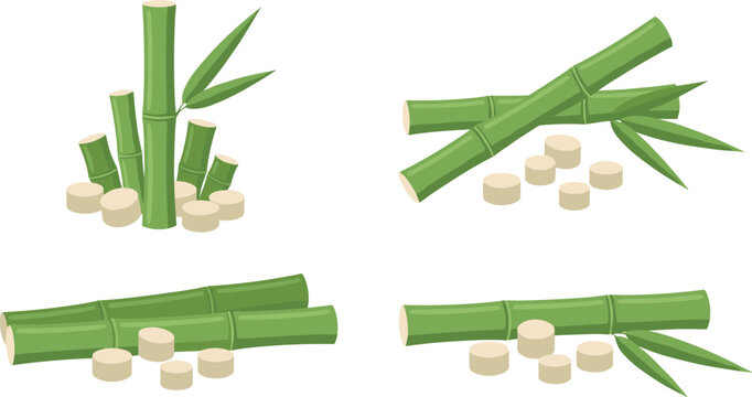Fresh green sugarcane stalks vector collection featuring raw organic sugar cane sticks leaves and cut pieces for juice branding